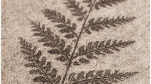 carbon fossil leaf imprint fine delicate structure preserved in stone