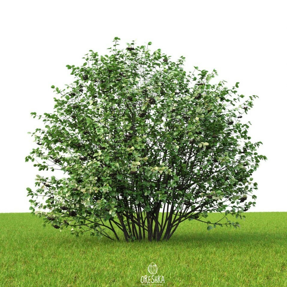 Seeds of Black chokeberry (Aronia melanocarpa) — 20 pcs