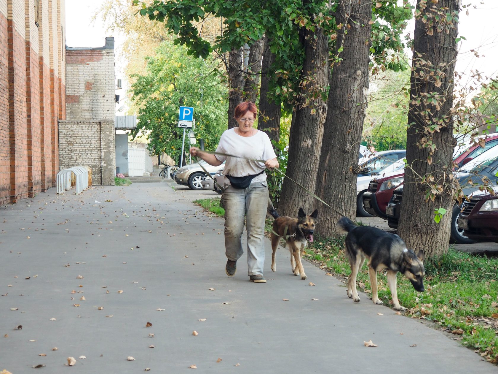 Руководитель приюта выгуливает собак