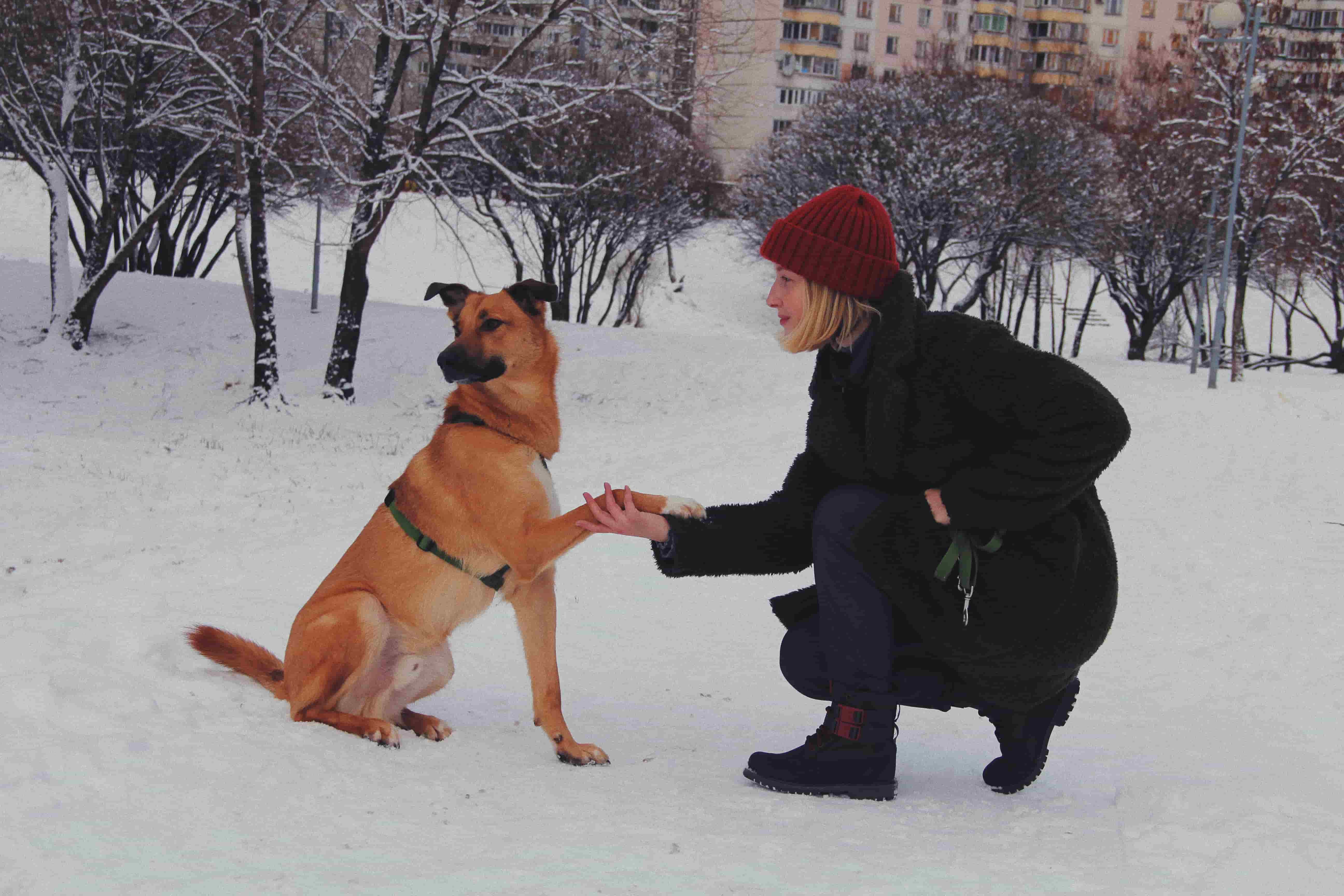 Что нужно знать о собаках