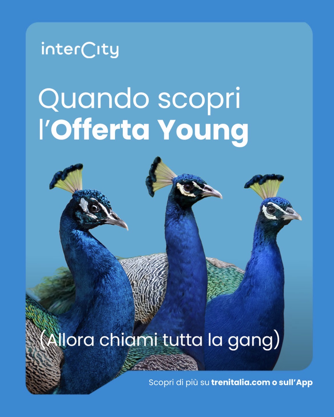 intecity peacocks
