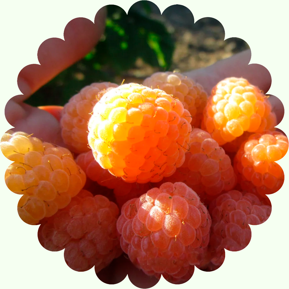 Ремонтантная Малина Абрикосовая