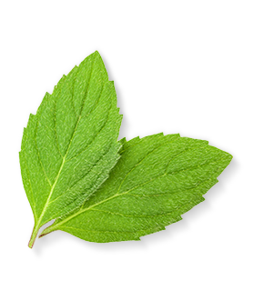 зеленый листочек