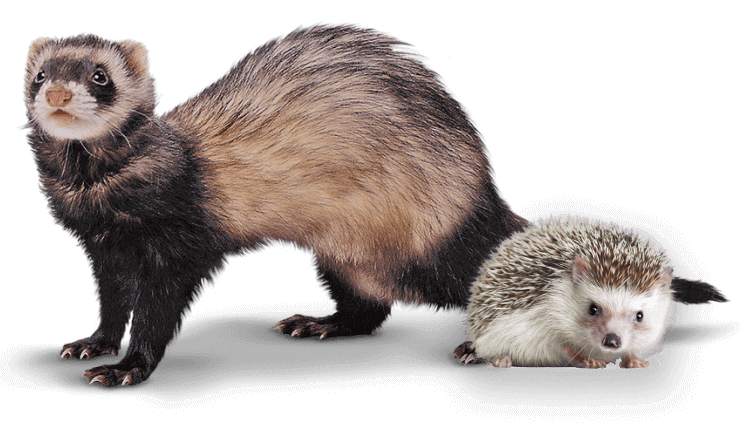 вылечить ежа хорька суриката ставрополь