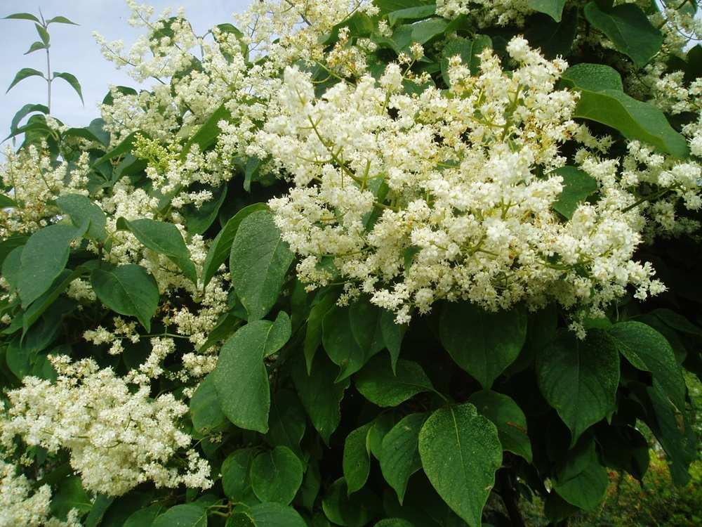 сирень японская Айвори Силк (syringa japonica Ivory Silk)