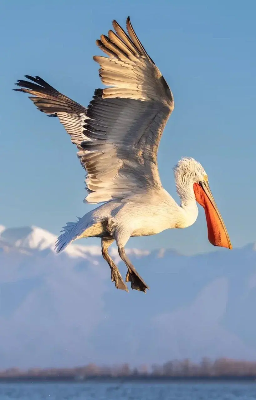 Круиз к пеликанам и дельфинам в Намибии