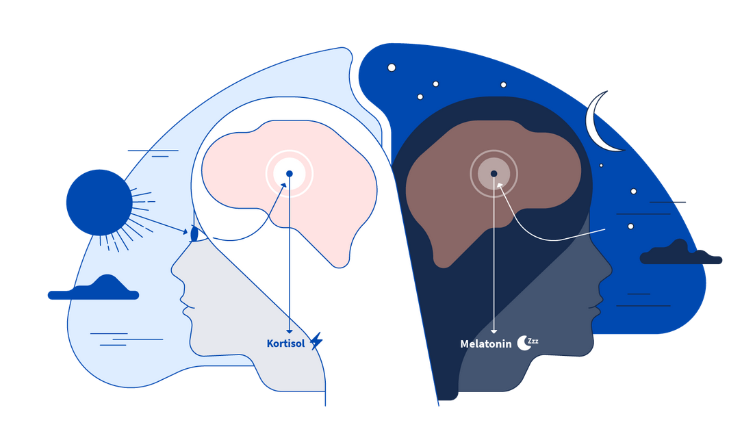 Мелатонин шишковидная железа. Мелатонин гормон сна. Влияние мелатонина на сон. Циркадные ритмы мелатонин и кортизол.