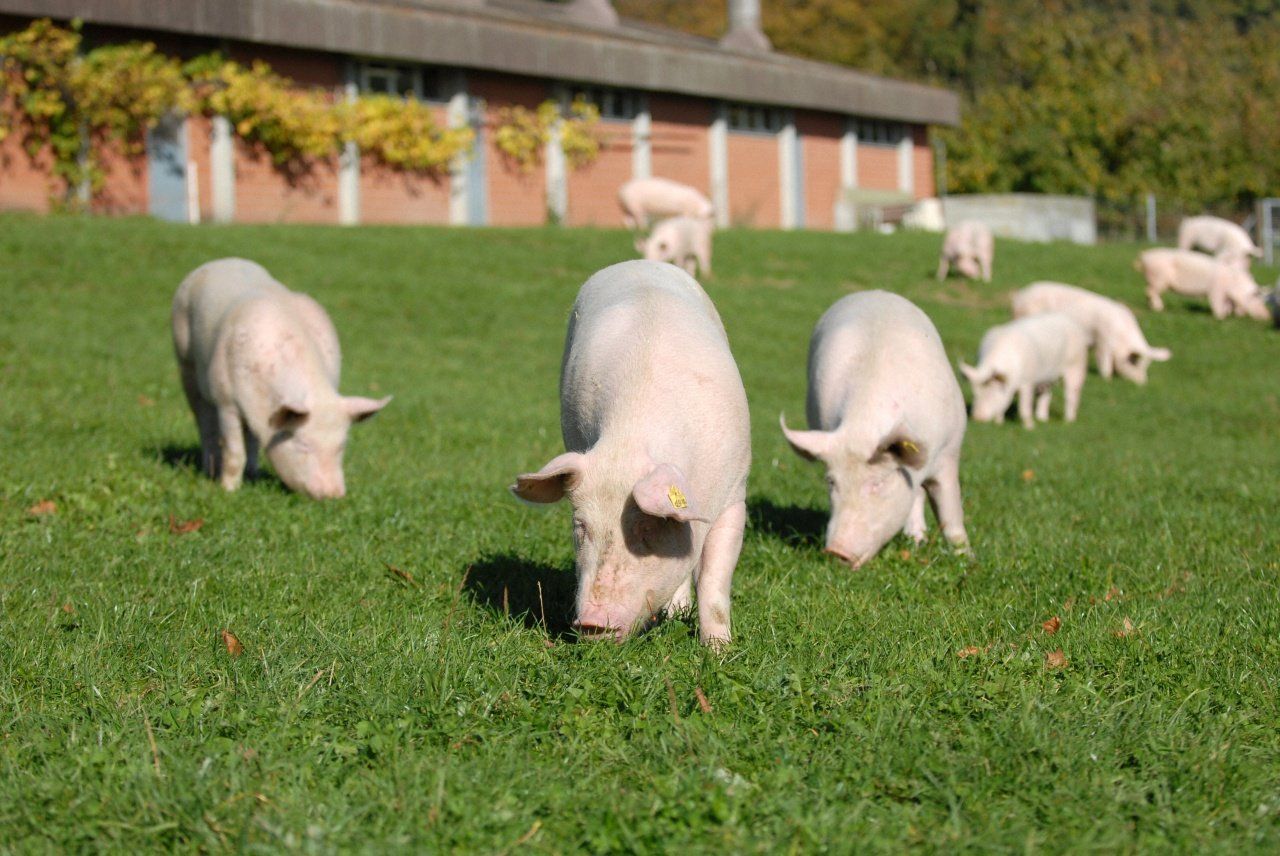 Сельская свинья. Выгульная система свиней. Свиньи на пастбище. Свиньи пасутся. Выгул для свиней.