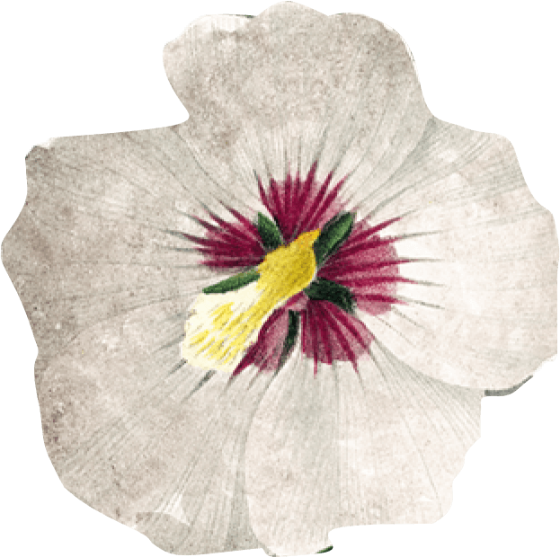 натуральная косметика, магазин профессиональной косметики, крем для ног, крем для ног с мочевиной, крем для ног купить, масло для ногтей, масло монарды для ногтей, масло для ногтей купить, косметика для ногтей, дезодорант для ног