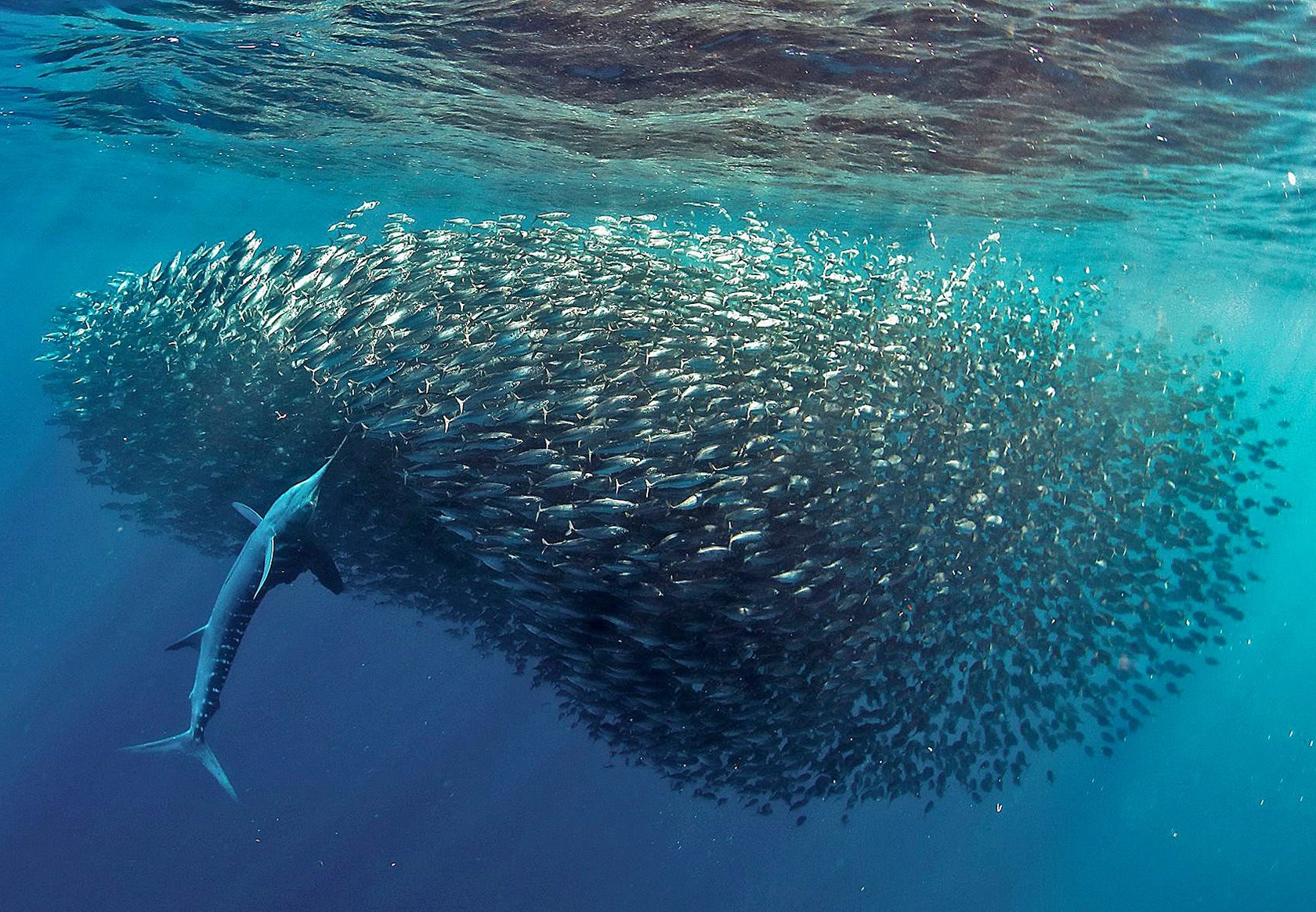 Киты в красном море. Горбатый кит с китенком. Кит фото. Живут ли киты в море. Горбатый кит питание.