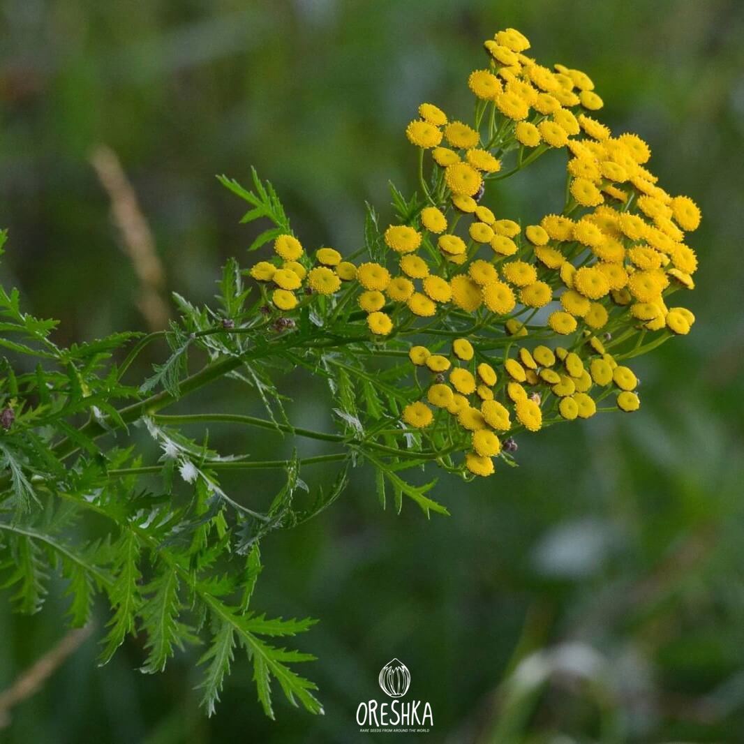 Seeds of tansies (Tanacetum)