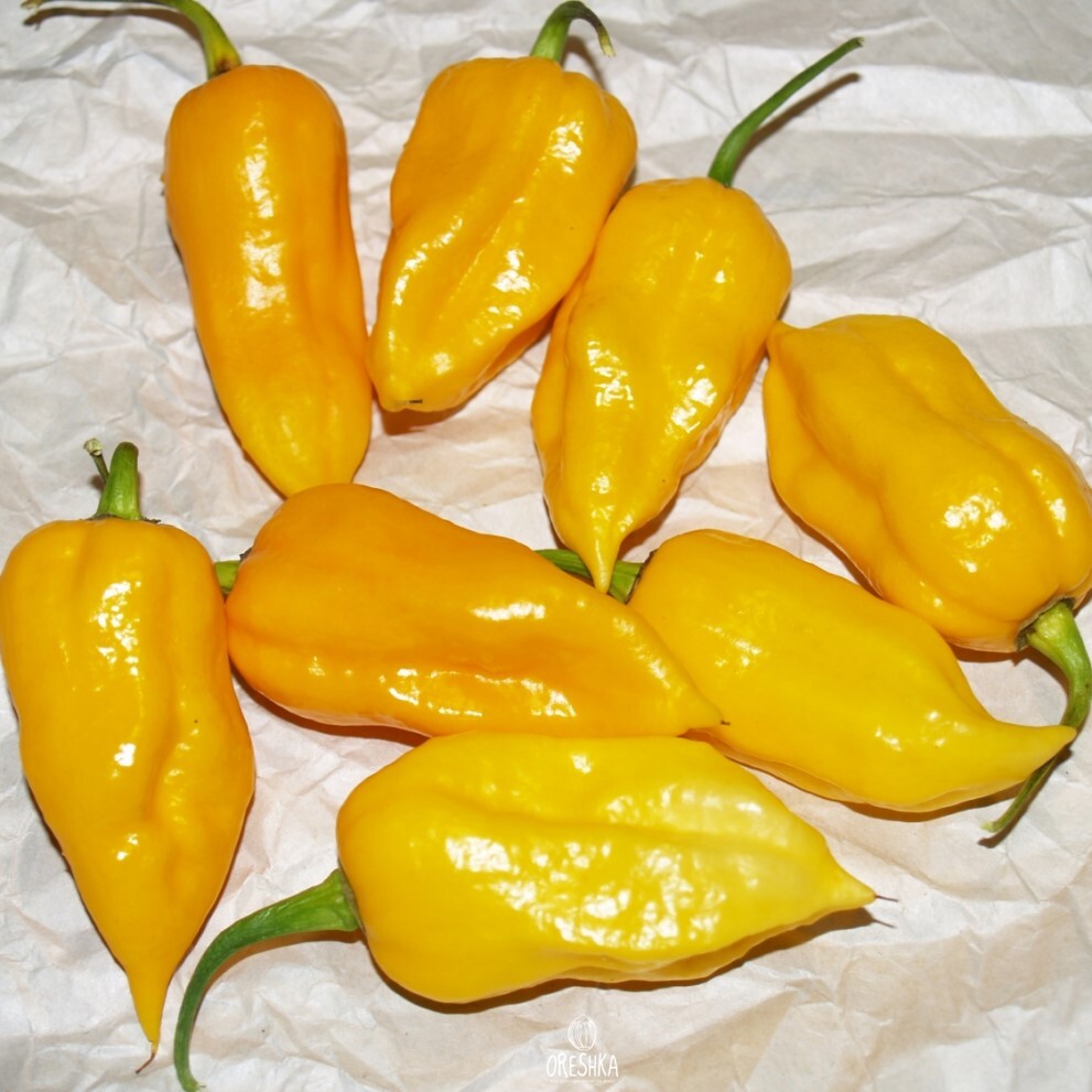 Seeds of Hot pepper Raja mirch yellow (Capsicum) — 5 pcs