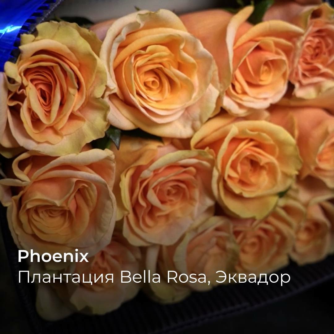 Роза Phoenix