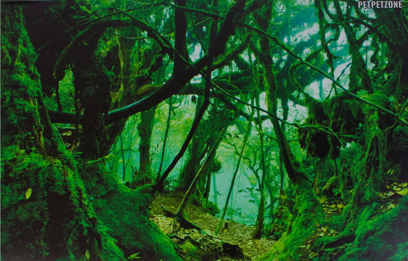 Верещатниковый лес Малайзия