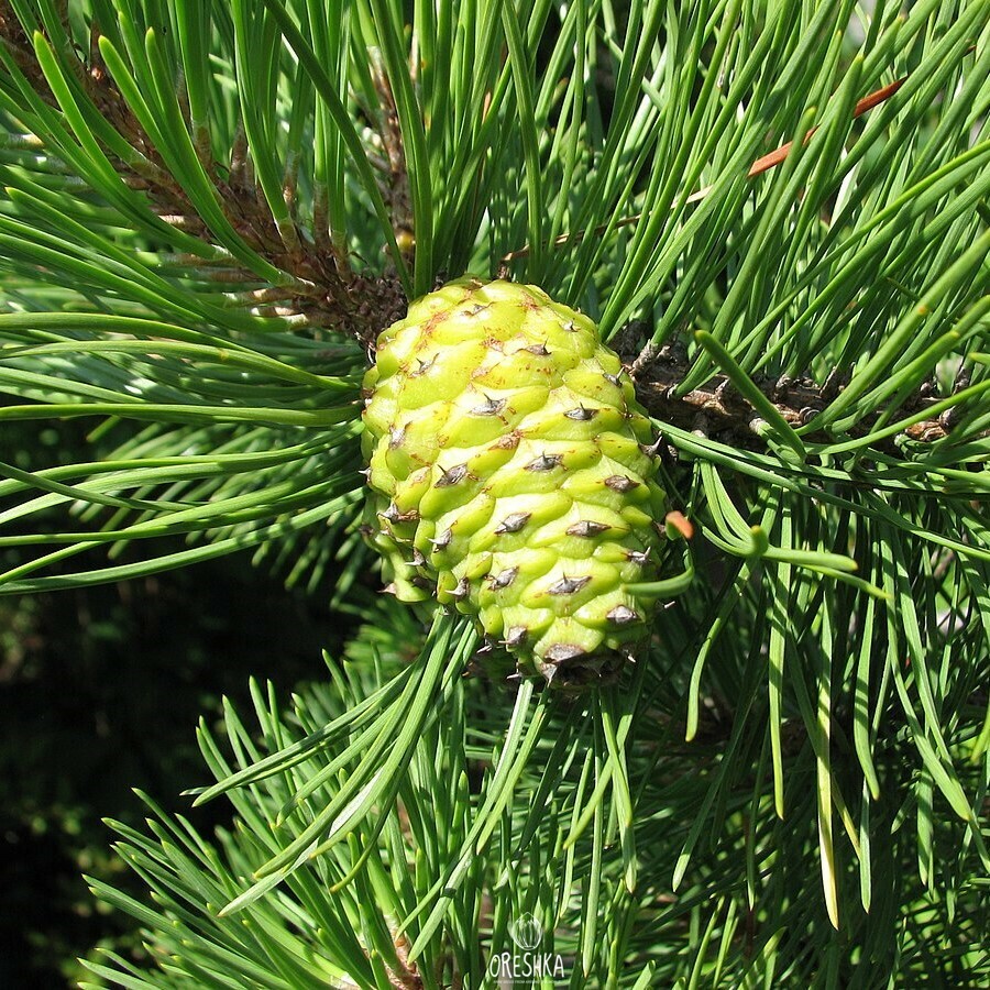 Seeds of Pitch pine (Pinus rigida) — 30 pcs