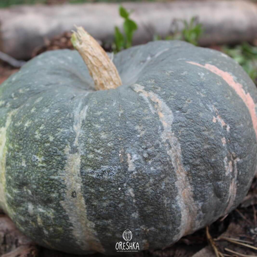 Marble pumpkin — 5 seeds
