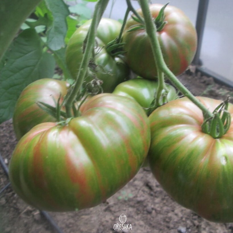 Seeds of Tomato Harvard Square (solanum lycopersicum) — 10 pcs