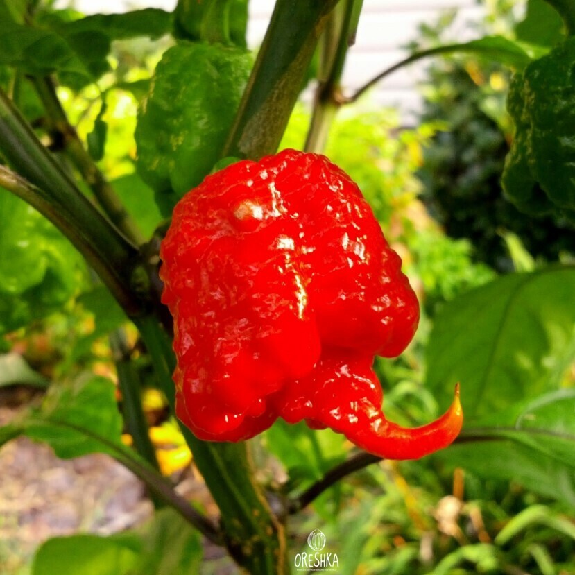 Seeds of Hot pepper Carolina Reaper (Capsicum) — 5 pcs