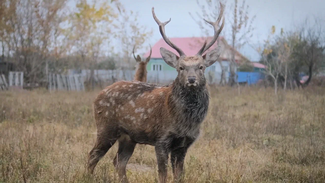 Олений остров