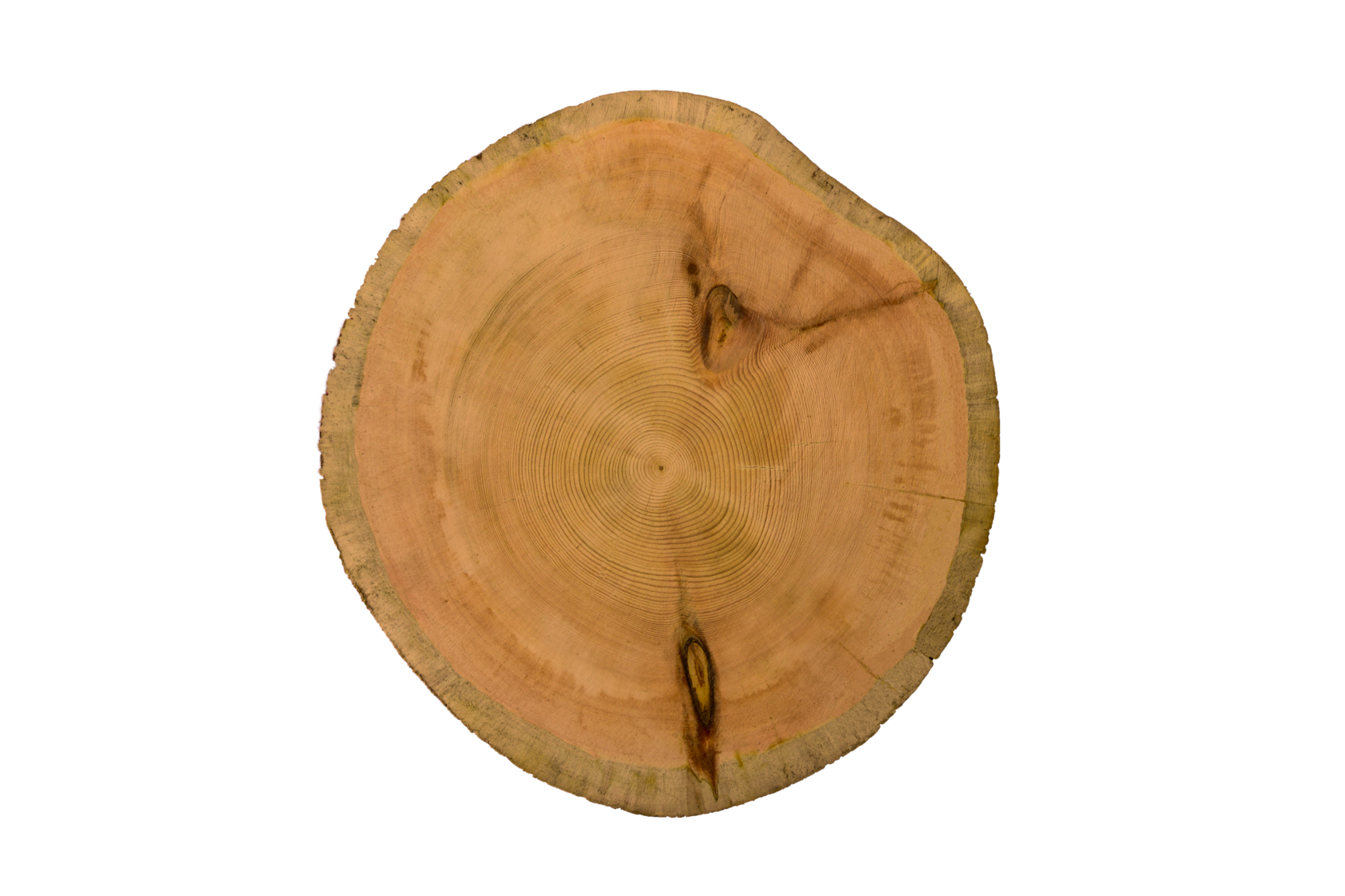 Сосна Кело в распиле