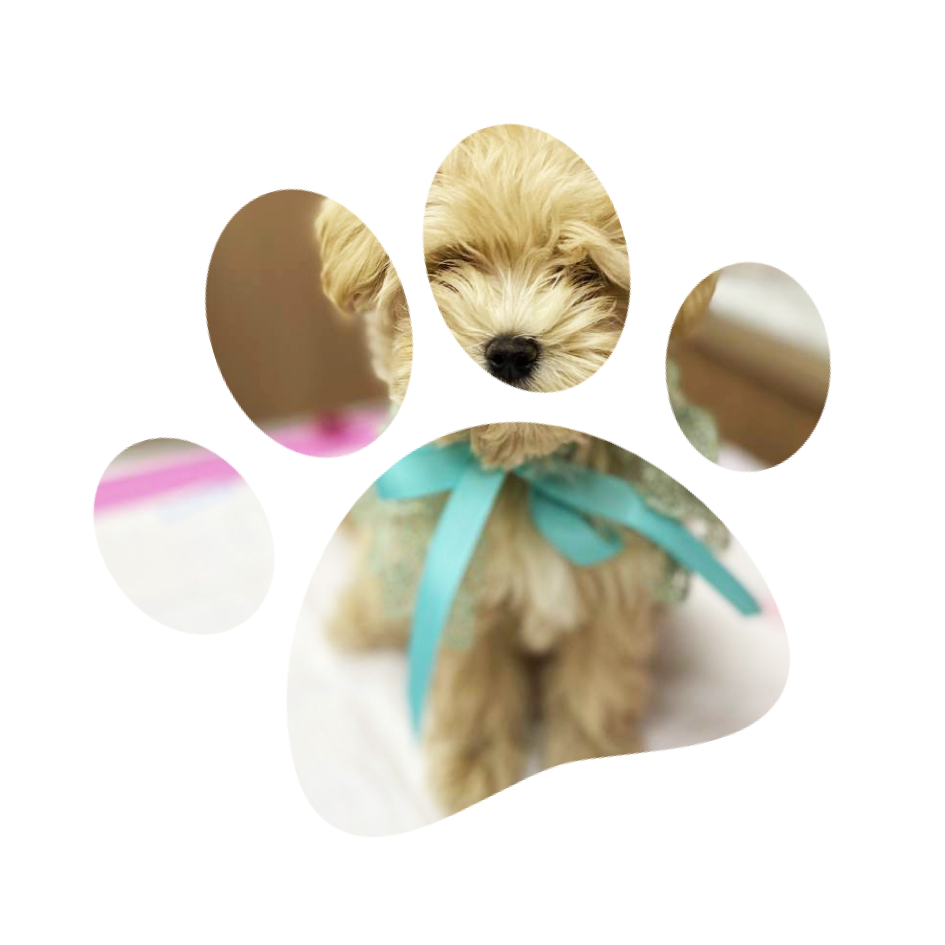 Стрижка собак декоративных пород в груминг салоне Милорд Курская