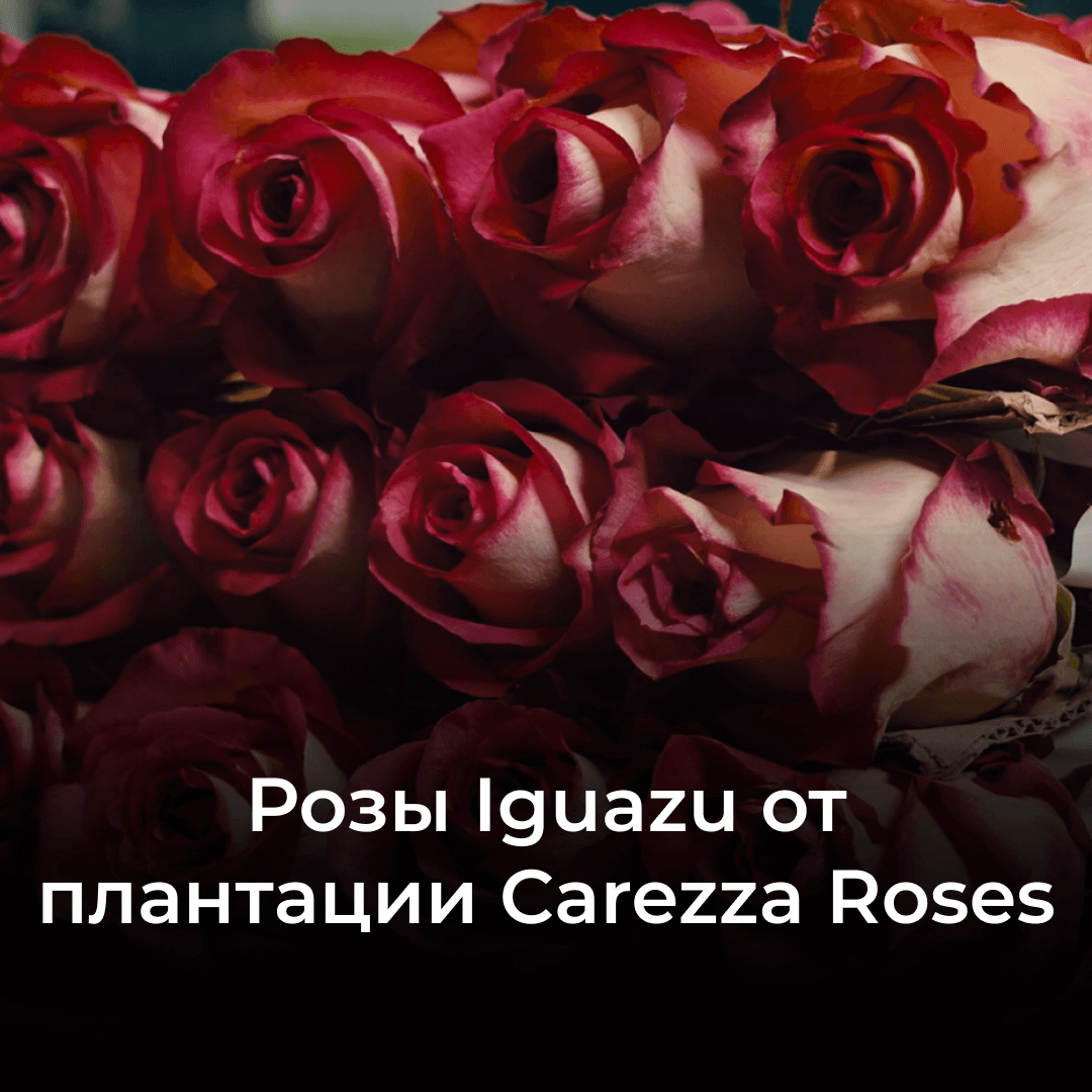 Розы Iguazu от плантации Carezza Roses: обзор крупного сорта из Эквадора