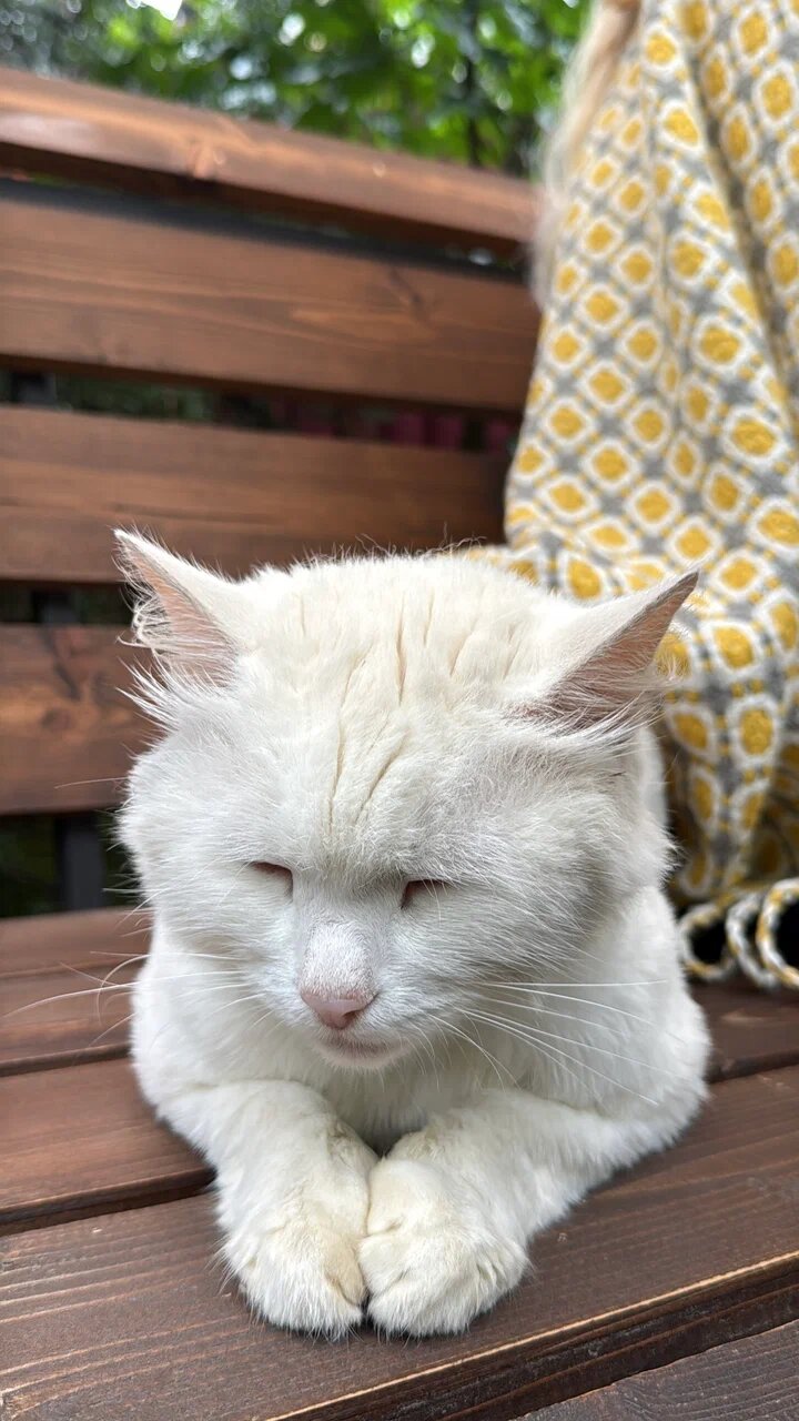 Котик в живом уголке дома в Подмосковье