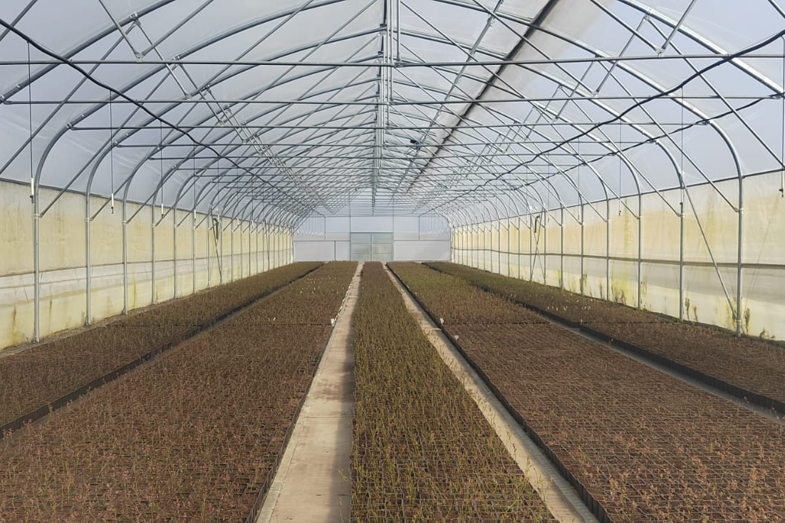 арбузы в теплице