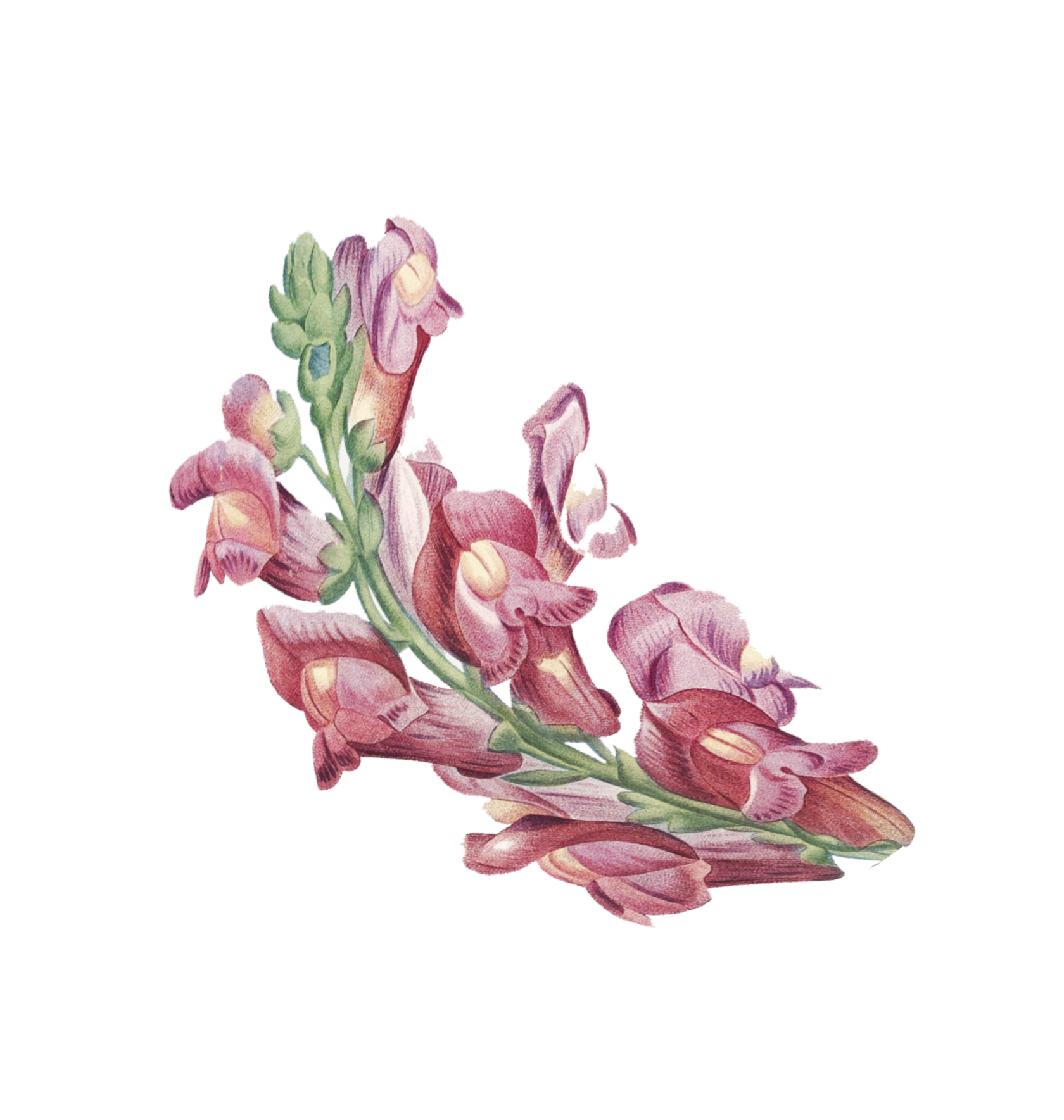 натуральная косметика, магазин профессиональной косметики, крем для ног, крем для ног с мочевиной, крем для ног купить, масло для ногтей, масло монарды для ногтей, масло для ногтей купить, косметика для ногтей, дезодорант для ног