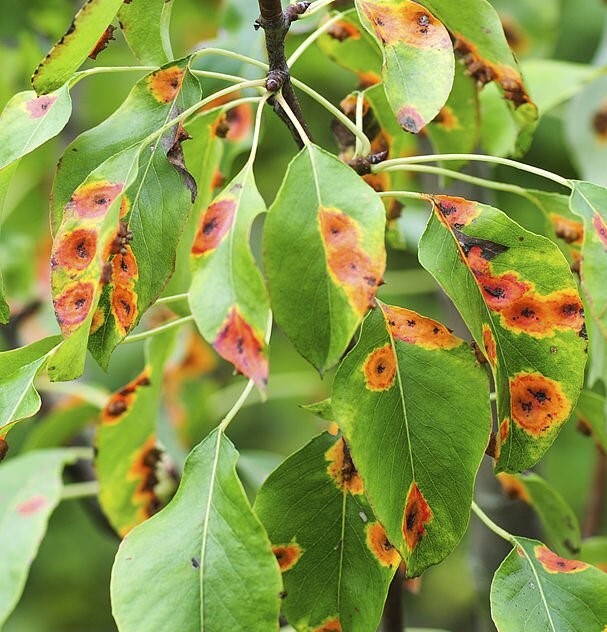 Грибковые заболевания в саду