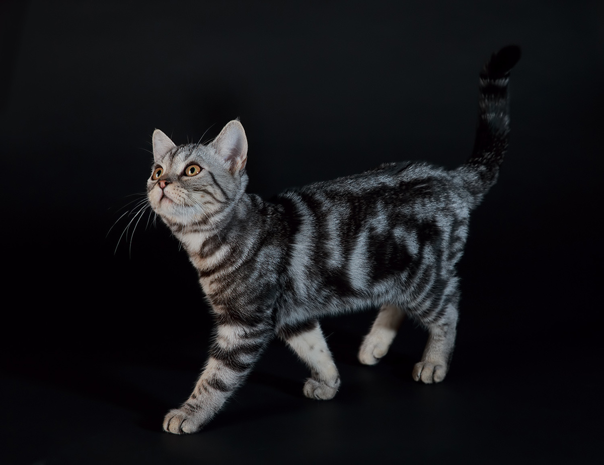 Кошки короткошерстные