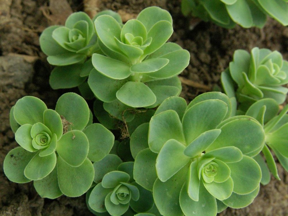 Succulent in ceramic pot