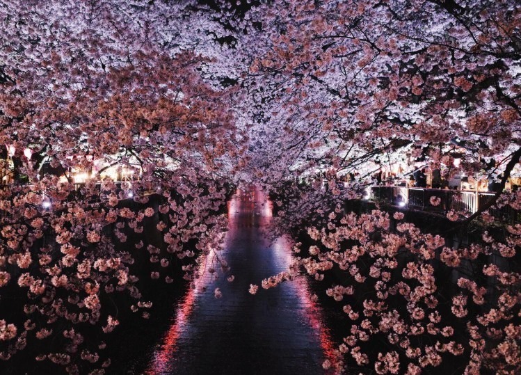 Фестиваль цветения сакуры 