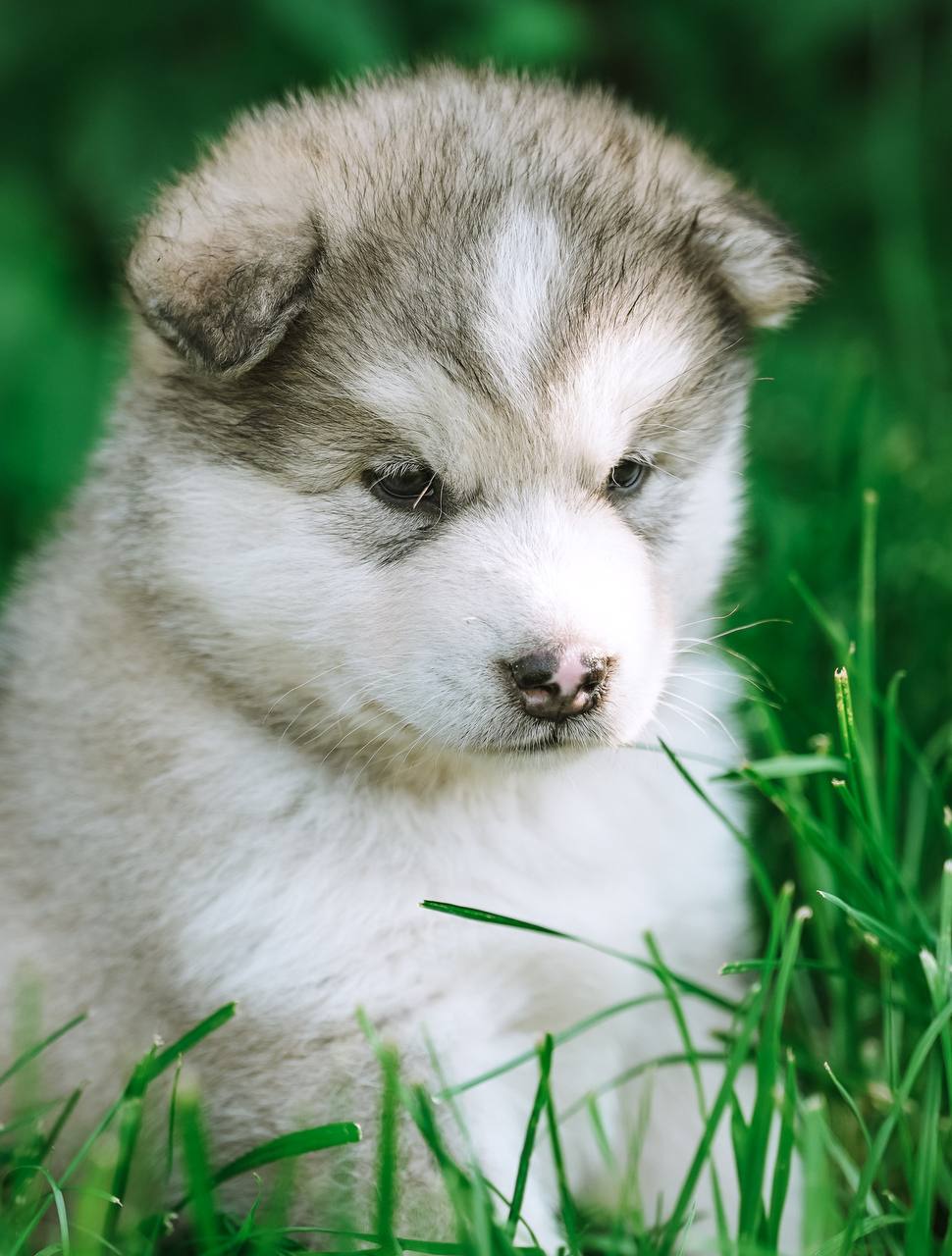 Nord Imperial She Is The One — sable-white female puppy