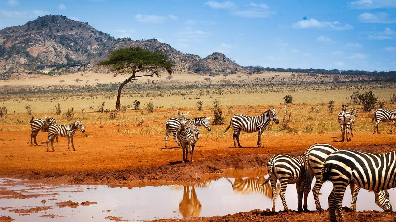 Республика Кения сафари