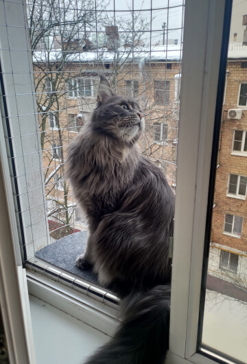 Балкон кошек «Васька» с котом в зимнем окне
