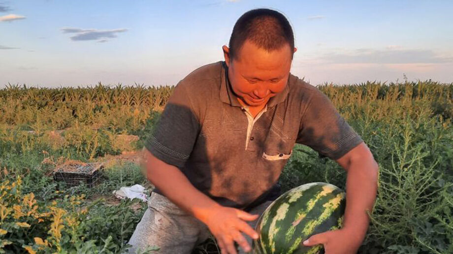 Арбуз фермер f1. Посади 5 арбузов. Арбуз фермер. Профессия людей которые выращивают арбузы. 7 арбузов.