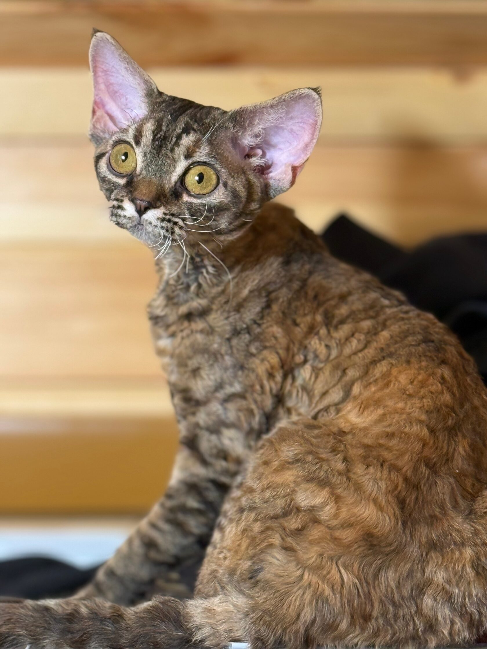 Бенгальский кот Onyx