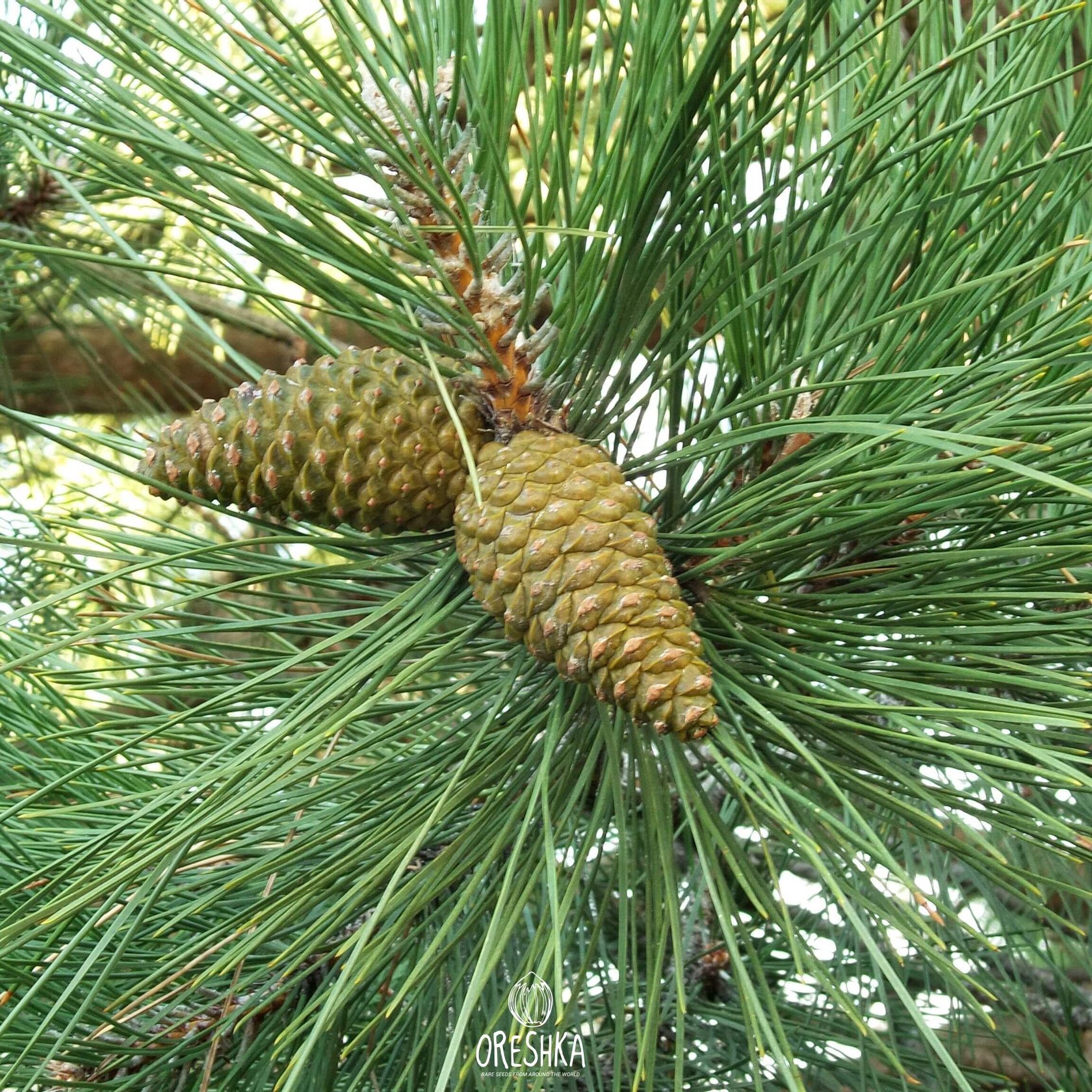 Seeds of Black pine (Pinus nigra), 20 pcs