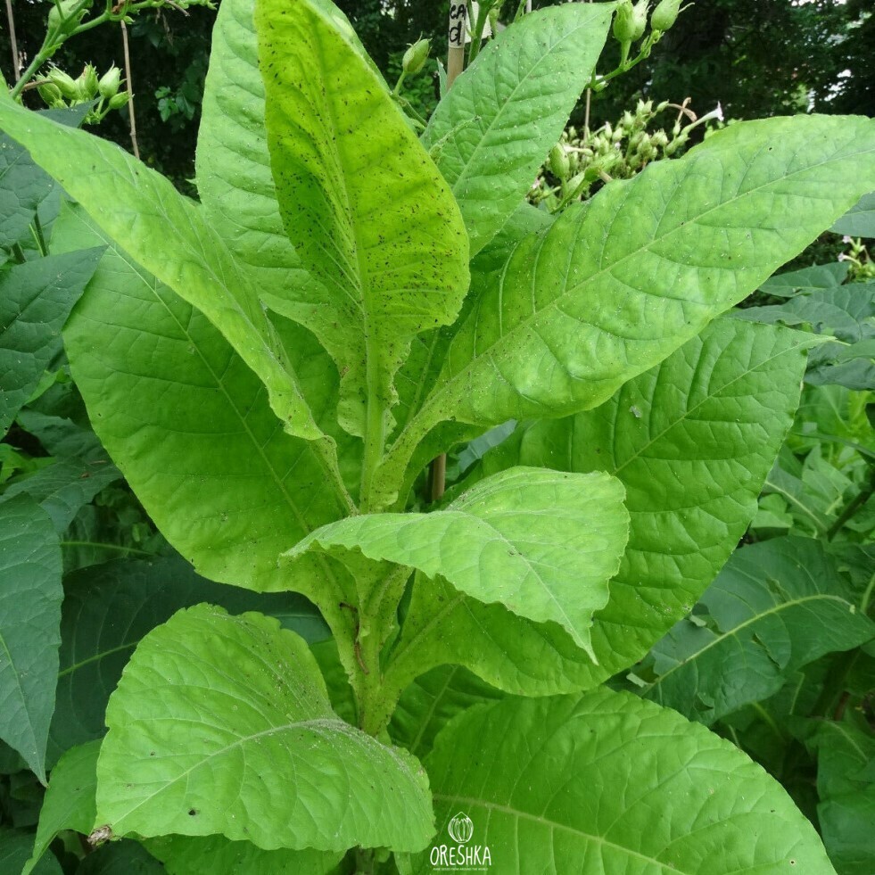 Seeds of Tobacco Virginia Gold Poland (Nicotiana tabacum) — 300 pcs