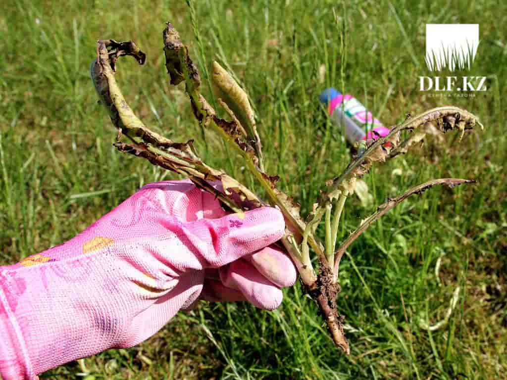 Green belt от злостных сорняков. Сорняк который невозможно вывести.