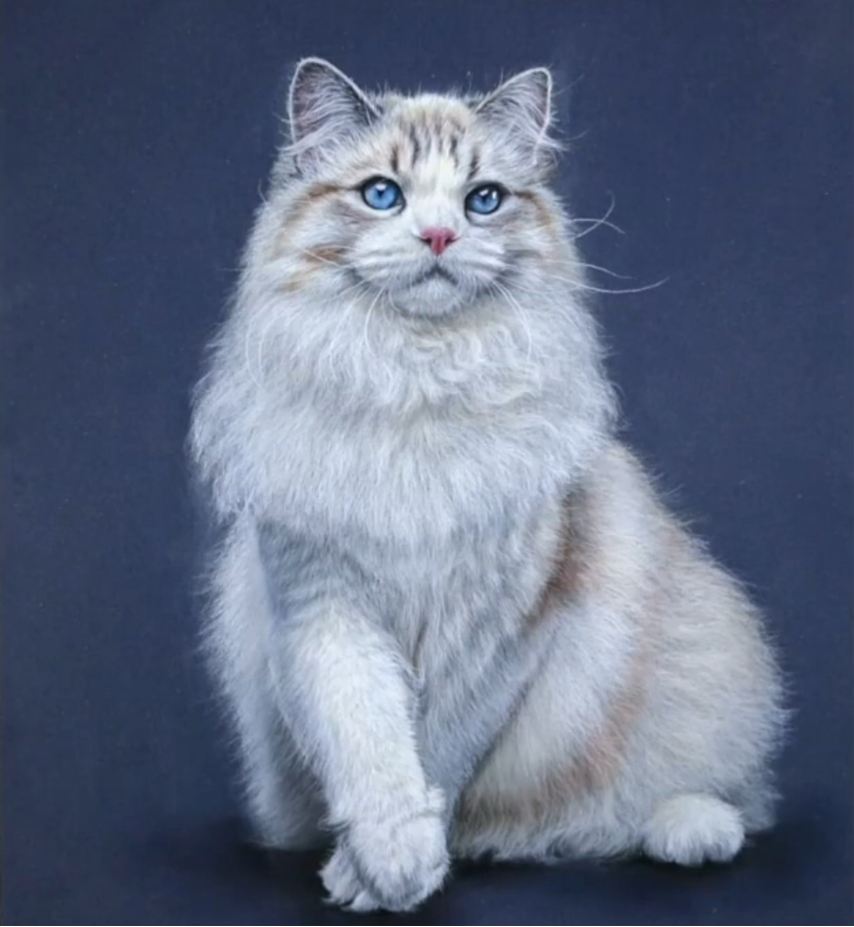 Кот