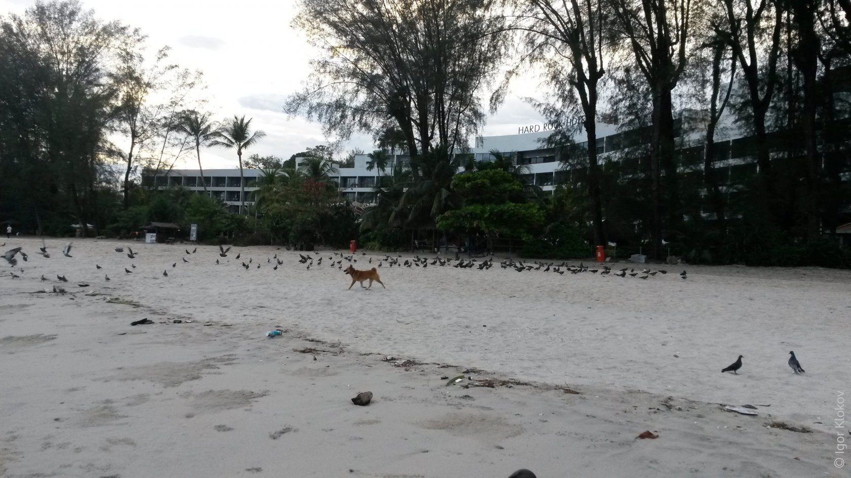 Собака и голуби на пляже