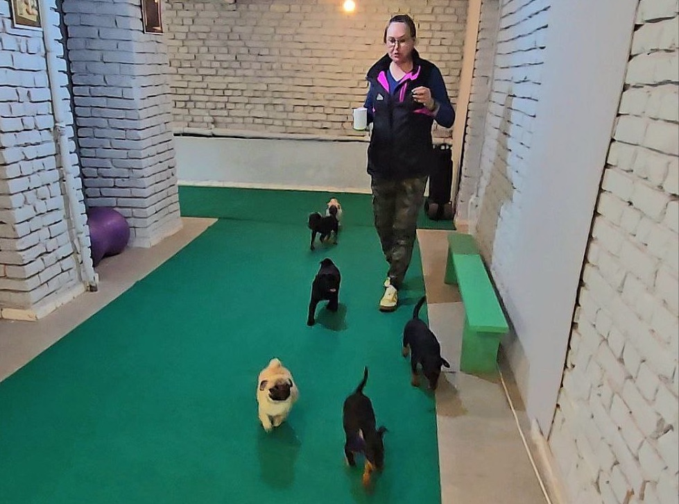 Социализация щенков в зале