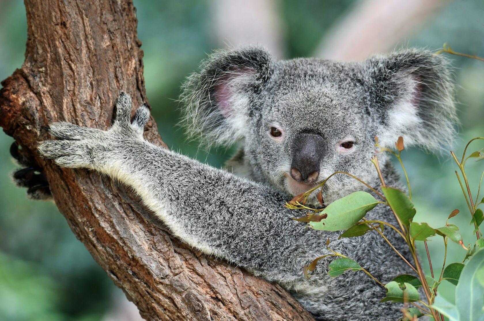 Коала
