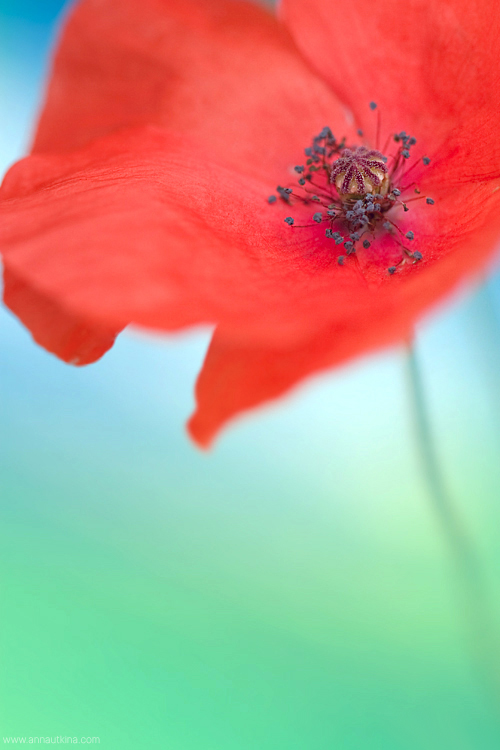 macro, macro flower, macro art, anna utkina, photography, macrophotograpy, floral art, макро, макрофотография, анна уткина