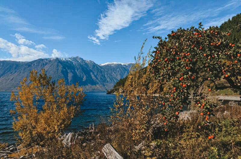 РЎРµР»Рѕ РЇР№Р»СЋ РўРµР»РµС†РєРѕРµ