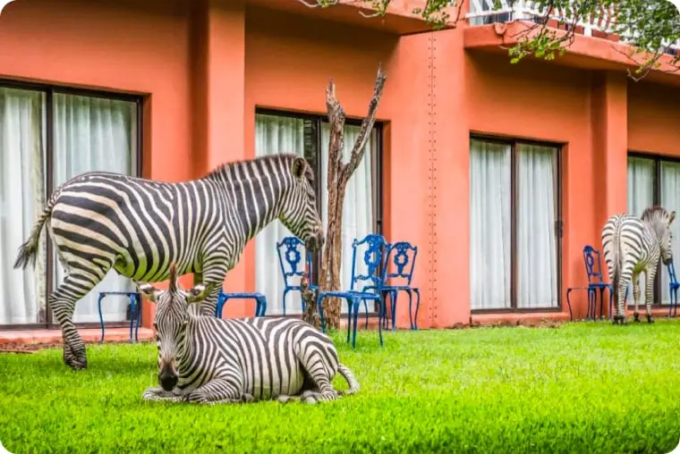 Отель с животными в пешей доступности от водопада Виктория