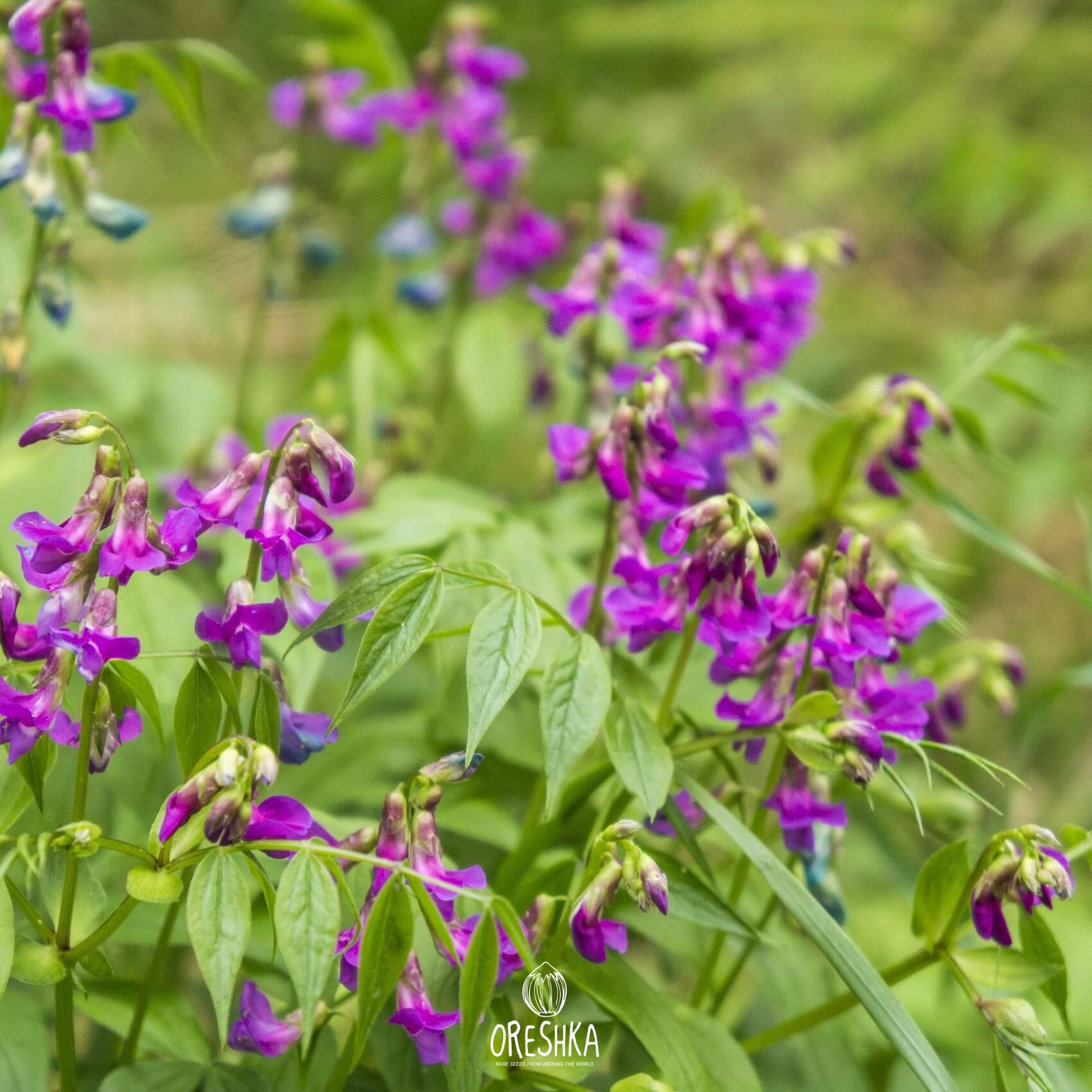 Seeds of spring vetchling (spring pea) (Lathyrus vernus) — 30 pcs