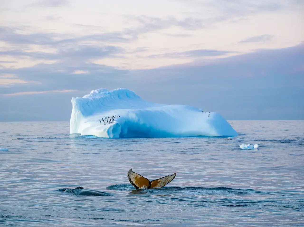 Humpback whale swimming near a blue iceberg with penguins in Antarctic waters during an Antarctica expedition.